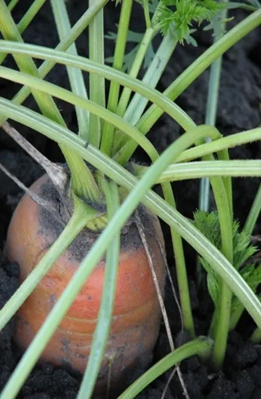 Carrot Seed Pure Essential Oil