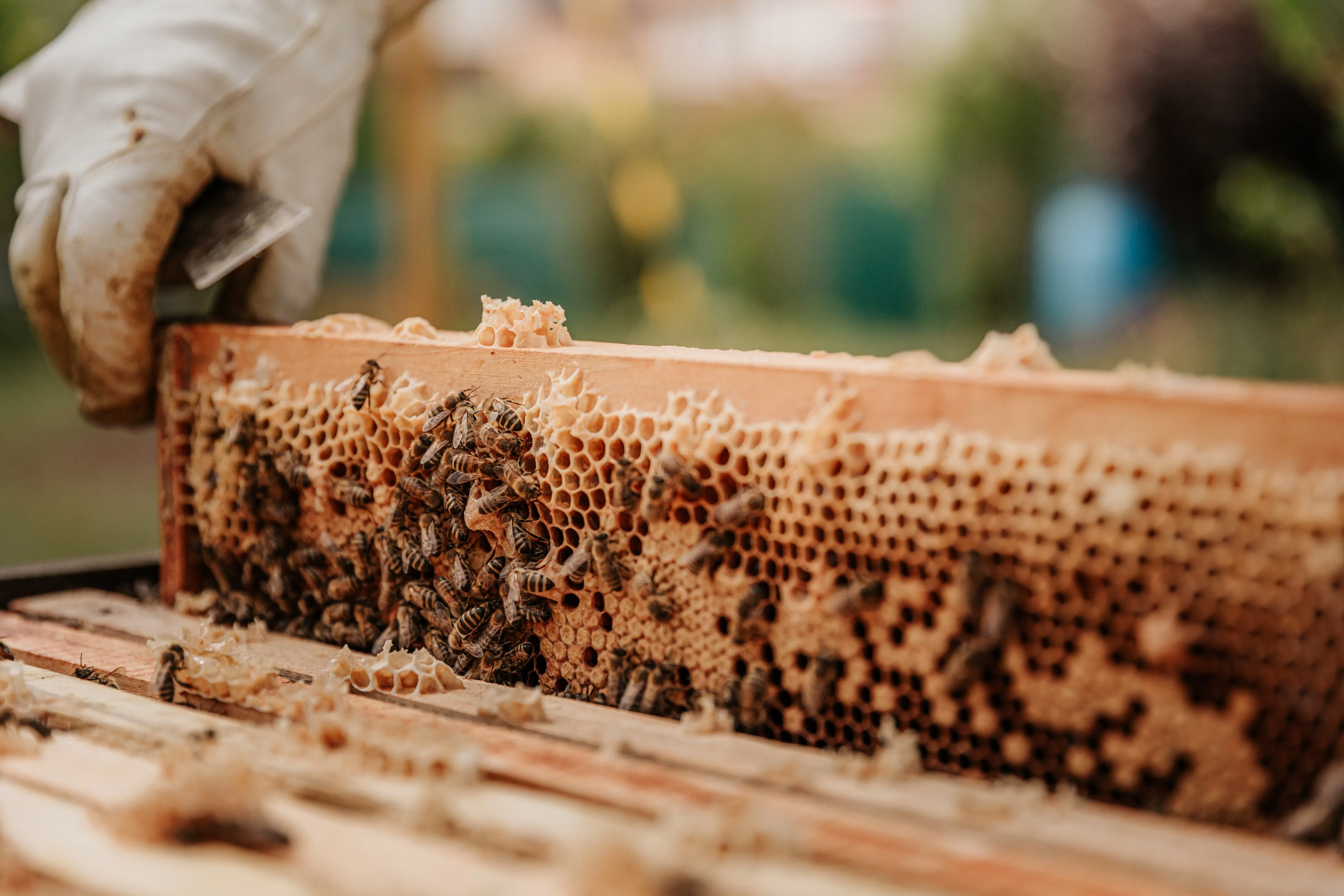 Raw Welsh Honey